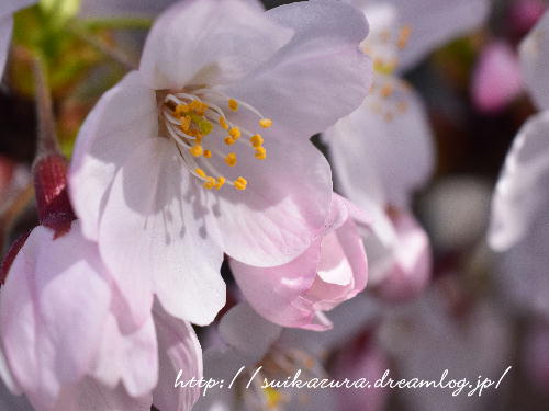 桜2018
