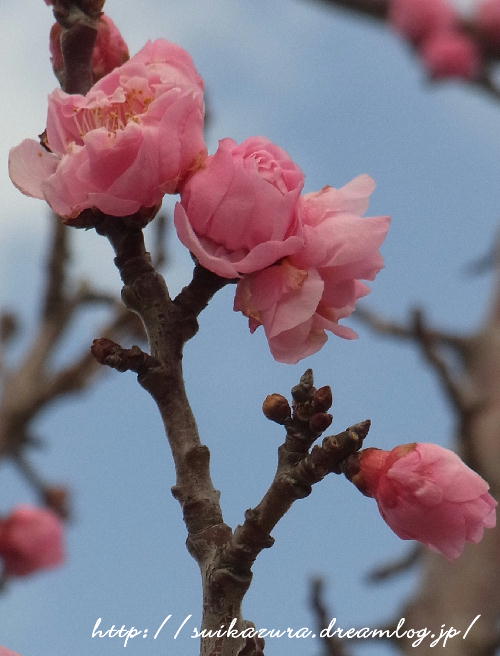 梅