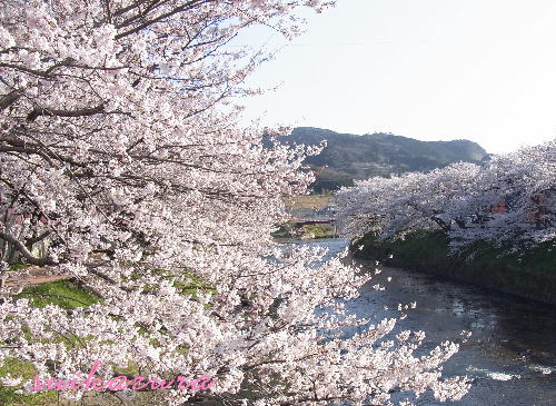 桜祭り