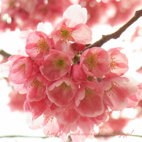 桜2019-2