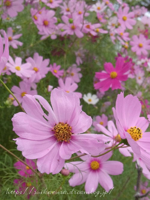 秋桜