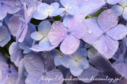 長府庭園紫陽花7