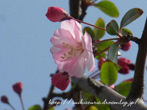 花海棠2019-1