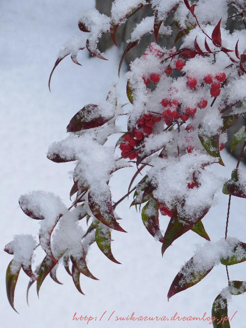 雪南天