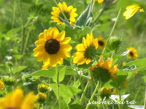 ひまわり