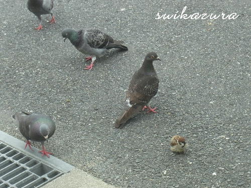 スズメ ハト 2