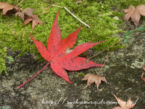もみじ２