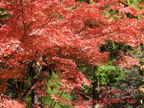 紅葉4