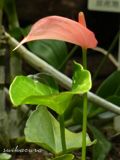 アンスリューム