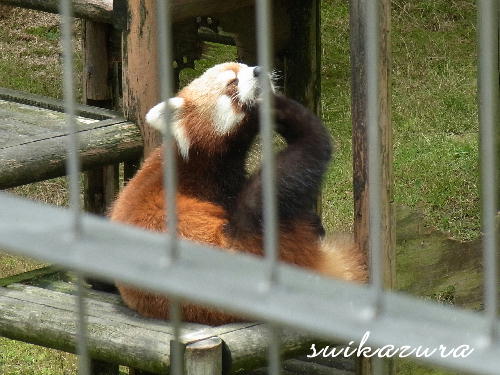 レッサーパンダ