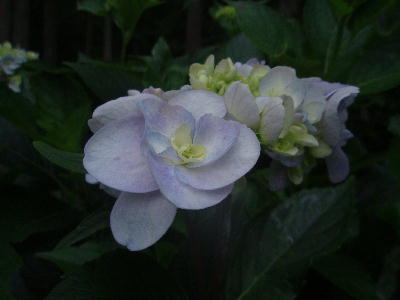 8501ac80.jpg
