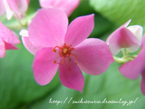 アサヒカズラ５