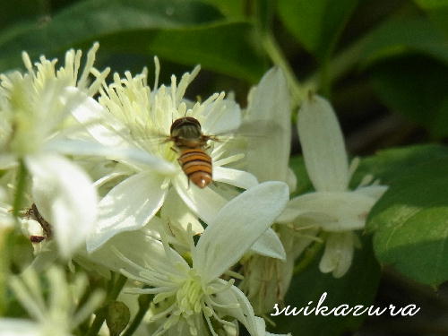 センニンソウ２