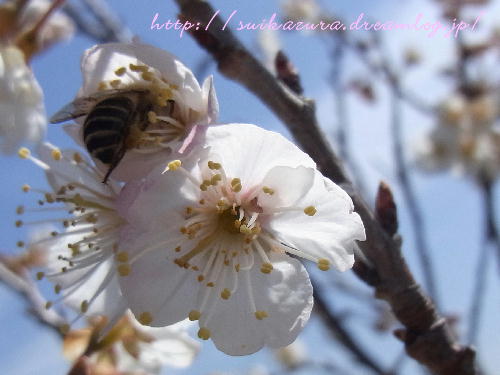 桜と蜂4