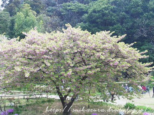 河津桜2