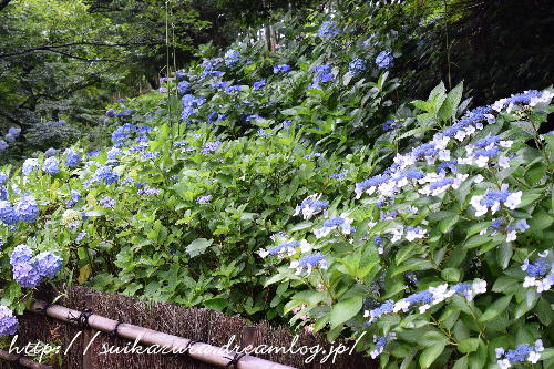 長府庭園紫陽花4