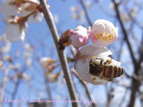 桜と蜂