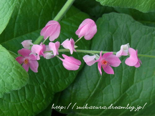 アサヒカズラ３