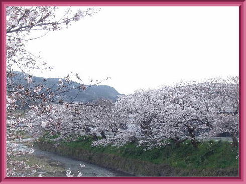 桜公園2019-2
