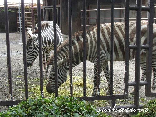 シマウマ