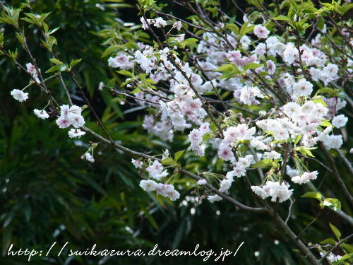 子福桜2