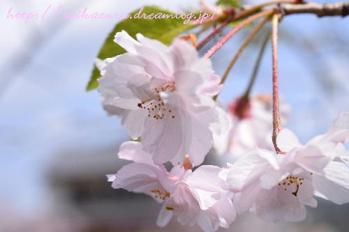 枝垂桜2017