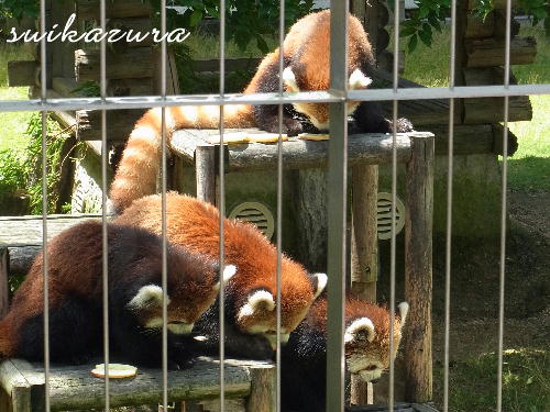 レッサーパンダ3