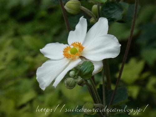 シュウメイギク