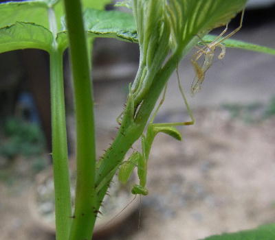 カマキリ脱皮