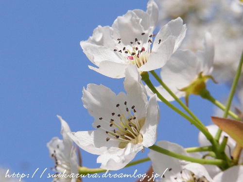 ナシの花