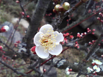 梅
