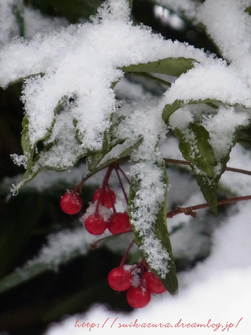 雪万両