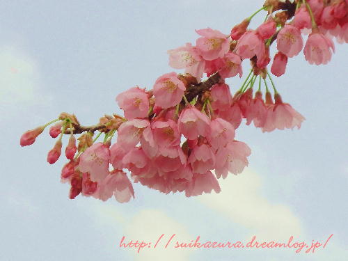 桜2019-1