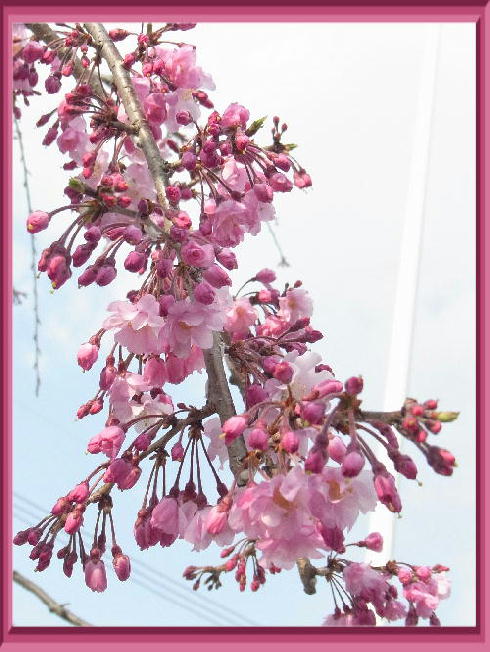 枝垂桜2019-3