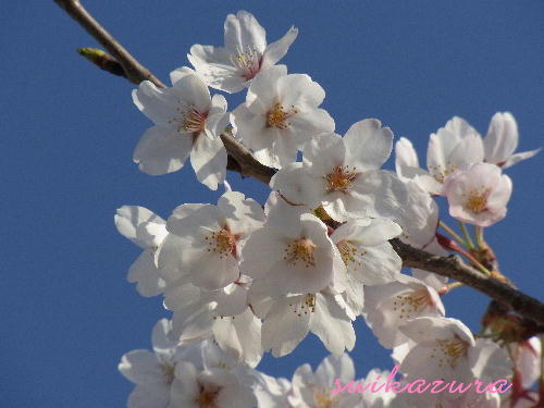 桜祭り3