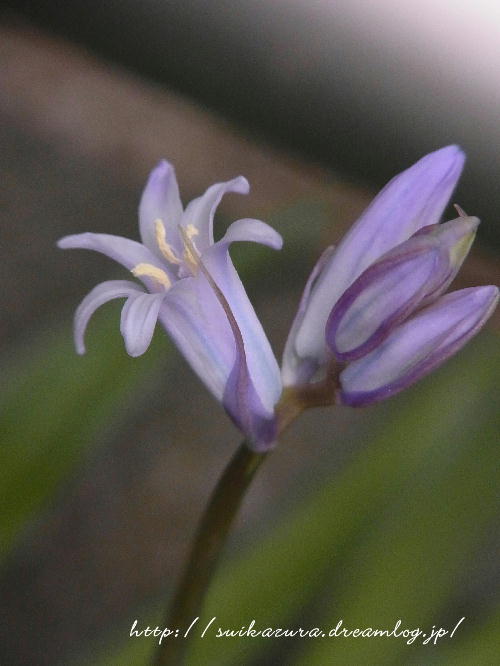 シラー・カンパニュラ