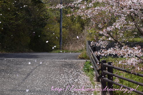 桜吹雪2017-2