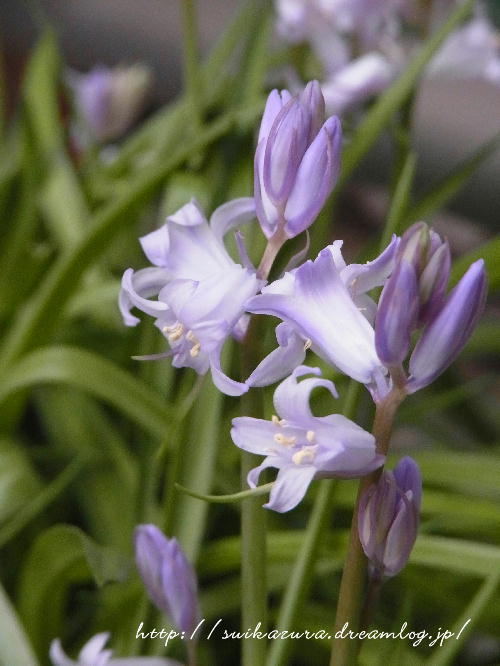 シラー・カンパニュラ２