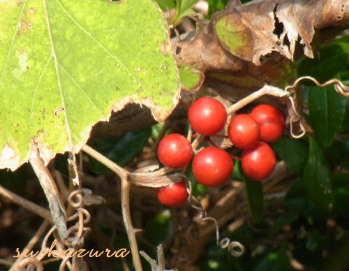 サルトリイバラ