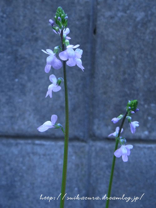 マツバウンラン