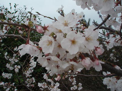 桜