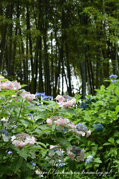 長府庭園紫陽花3