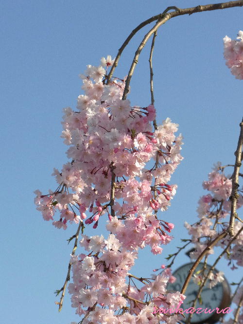 枝垂れ桜３