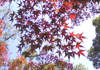 紅葉