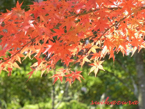 紅葉3