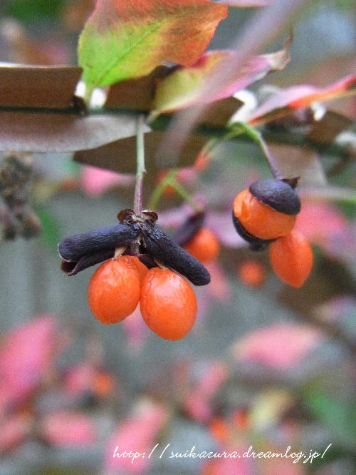 忍冬の道草日記 赤い実 黒い実 はじけた実