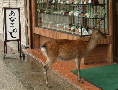 鹿7