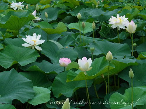 蓮３