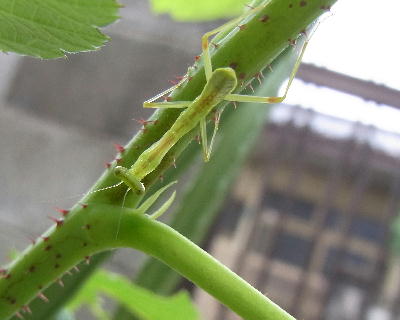 カマキリ