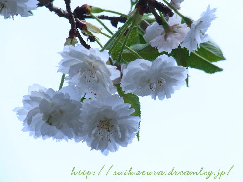 子福桜